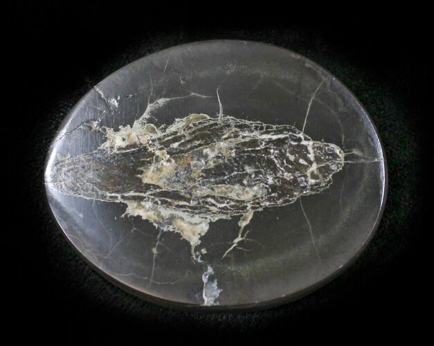 Polished Fish Coprolite (Fossil Poo) - Scotland #24553